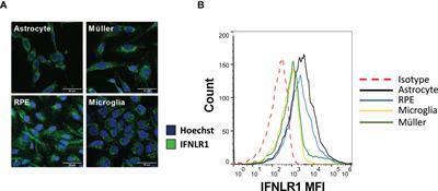 Type I and III interferons shape the retinal cytokine network and barrier function in an in vitro model of ocular toxoplasmosis